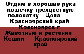 Отдам в хорошие руки кошечку трехцветную полосатку › Цена ­ 1 - Красноярский край, Красноярск г. Животные и растения » Кошки   . Красноярский край